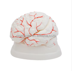 หุ่นจำลองกายวิภาคสมองขนาดเท่าของจริง (8 ส่วน พร้อมฐาน) - แบบจำลองการสอนทางการแพทย์ขั้นสูงทำจาก PVC สำหรับใช้ในโรงเรียนและโรงพยาบาล - Product Image 1