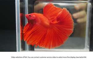 Aquarium de bureau créatif et écologique pour poissons Betta, avec combinaison de poissons et de méduses Moonlight, multi-compartiments, du fabricant d'origine - Product Image 3