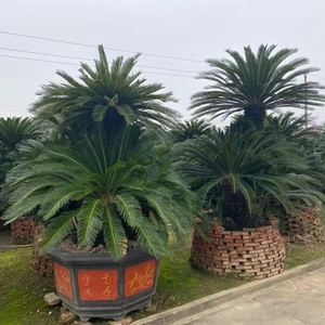 Palmera Sago de Primera Calidad para Decoración de Interiores, Palmeras Cycas Perennes, Bonsái, Plantas Ornamentales Vivas para Exteriores, Venta al por Mayor - Product Image 3