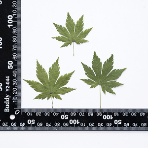 Cái/gói Momiji Lá Khô 12 Bông Hoa Ép Thật Thân Thiện Với Môi Trường Tự Làm Nghệ Thuật - Product Image 3