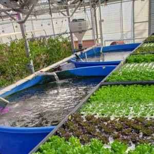 Invernadero de vidrio/película de plástico para camarón, invernadero de acuicultura de peces con sistema de cultivo hidropónico, simbiosis vegetal de peces - Product Image 3