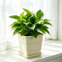 Pots de fleurs carrés légers de style moderne, de haute qualité, avec trou de drainage, en matériau PP durable, pour jardin suspendu et pépinière