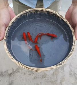 <span class=keywords><strong>Peinture</strong></span> époxy autonivelante pour sols, 100% solide, transparente, autonivelante, <span class=keywords><strong>garage</strong></span>, béton, hôpital, bureau, <span class=keywords><strong>sol</strong></span>, parking - Product Image 5