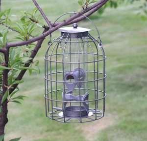 <strong>Bird</strong> <strong>Feeder</strong> for Small Backyard <strong>Birds</strong> Only <strong>Bird</strong> <strong>Feeder</strong> Squirrel Proof/Chew Proof/Rustproof Fill with Wild <strong>Bird</strong> Seed - Product Image 2