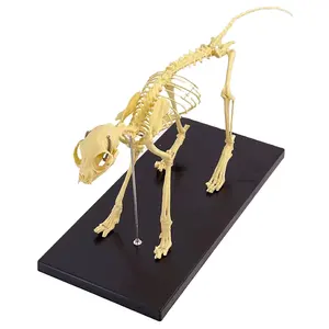 Modell des Katzen skeletts, Anatomisches Katzen modell, Tiers kelett modell