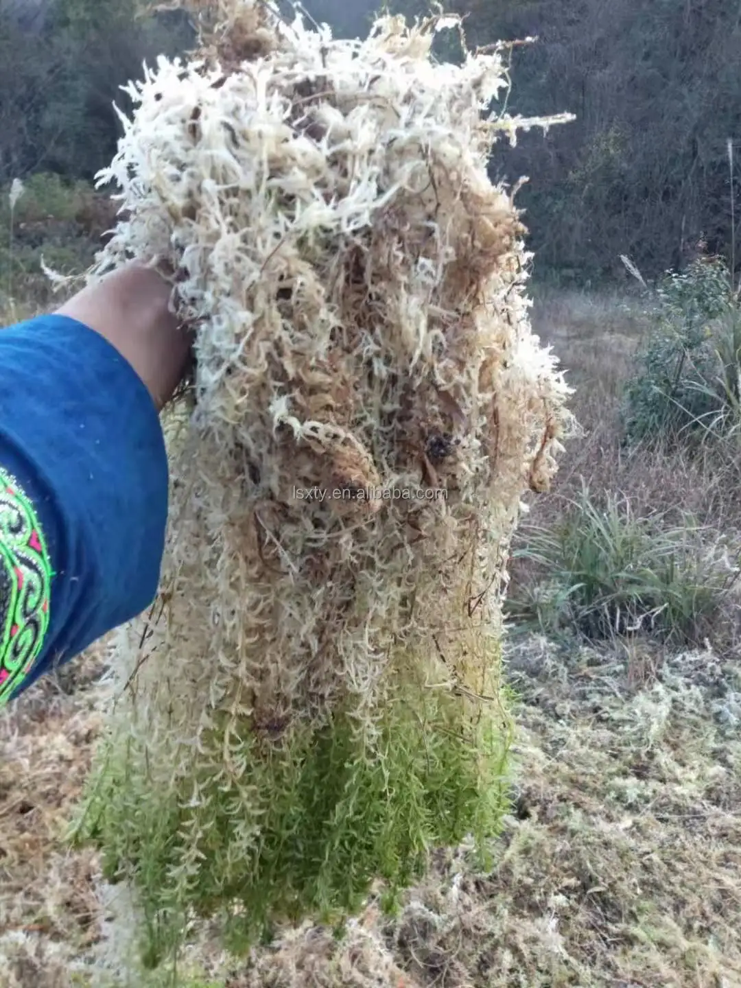 Grosir sekop alami premium lumut sphagnum Selandia Baru yang diawetkan