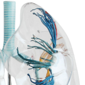 ADA-A473ต้นไม้หลอดลมพร้อมปอดใสขนาดเท่าชีวิตจริงการเรียนการสอนทางการแพทย์โมเดลขายดี - Product Image 3