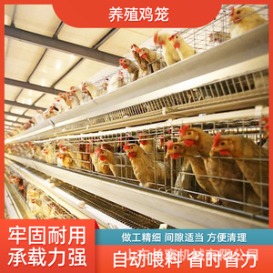 กรงไก่แบบ H ตาข่ายลวดอัตโนมัติหลายชั้น สำหรับการเลี้ยงสัตว์ปีก - Product Image 5