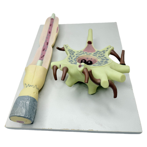Khoa Học Giải Phẫu Người-Mô Hình <span class=keywords><strong>Neuron</strong></span> 2500 Lần Phóng Đại Cơ Thể Tế Bào Thần Kinh Và Khuếch Đại Cấu Trúc Sợi Thần Kinh - Product Image 4