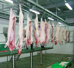 Équipement automatique d'abattoir de porc de 100 à 150 têtes pour le convoyeur de boucherie de processus de viande d'abattoir de porc