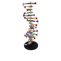 Modèle d'ADN pour les sciences médicales Modèle biologique de protéine génique Démonstration 60cm Grand modèle de professeur d'école en plastique à double hélice
