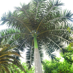 Fábrica hecha a mano árboles grandes artificiales de alta simulación planta falsa 15M palmeras de coco artificiales para decoración cuadrada - Product Image 6