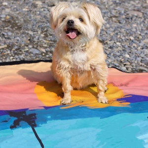 Albornoz de Secado Rápido para Perros, Envoltura Completa para Mascotas, Abrigo de Secado, Ropa de Microfibra Absorbente, <span class=keywords><strong>Toalla</strong></span> de <span class=keywords><strong>Playa</strong></span> sin Arena para Perros y Gatos - Product Image 3