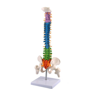 Recursos Didácticos, Modelo <span class=keywords><strong>de</strong></span> Anatomía <span class=keywords><strong>de</strong></span> 45 CM, Columna Vertebral y Pelvis Humana con <span class=keywords><strong>Huesos</strong></span> <span class=keywords><strong>de</strong></span> Pierna (Blanco), Certificado ISO para Enseñanza Médica - Product Image 4