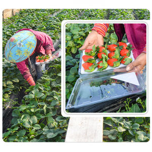 علبة تعبئة شفافة للفراولة 10/12/ثقوب صندوق بطانة الرغوة حاوية تعبئة شفافة للفراولة - Product Image 4