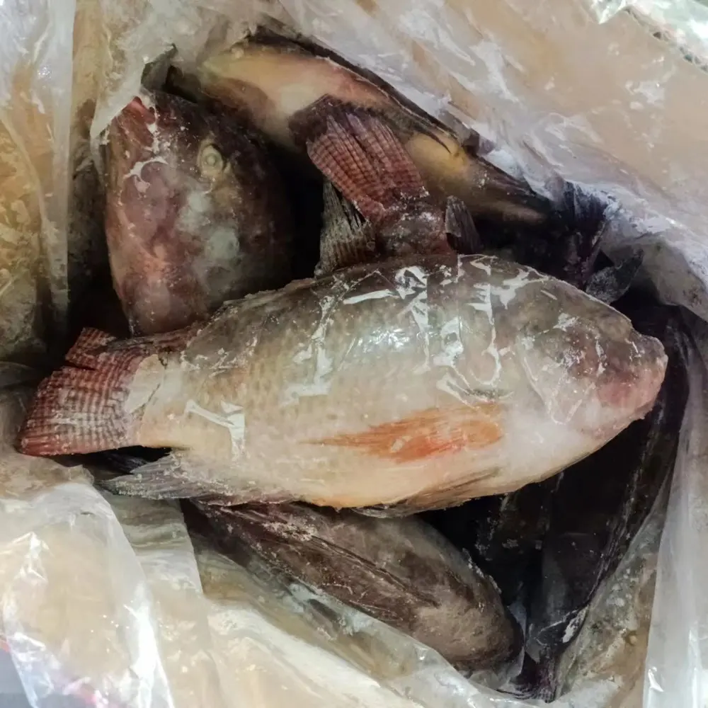 Frozen Whole Round Black Tilapia Fish Live Fish Tilapia Wholesale Export