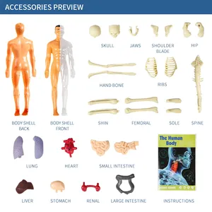 Modelos de <span class=keywords><strong>esqueleto</strong></span> de órganos ensamblados, modelos de órganos de enseñanza de cuerpo humano translúcido <span class=keywords><strong>para</strong></span> estudiantes - Product Image 3