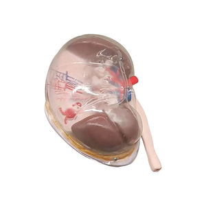 Segment rénal transparent (avec A) ZM1196 23*17*<span class=keywords><strong>12</strong></span> SMD143 - Product Image 1