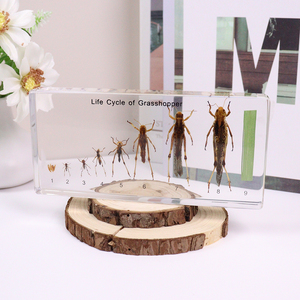Hot bán Acrylic vòng đời của châu chấu côn trùng paperweight nhựa mẫu đồ chơi giáo dục cho trường trung học - Product Image 2