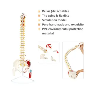 FRT015 Spine Model Simulation Office & School Supplies Human Muscle Insertion And Origin Of Half Body Natural Large Spine Model