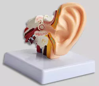 Ressources pédagogiques : Modèle géant d'oreille humaine, modèle d'enseignement médical, modèle d'anatomie humaine