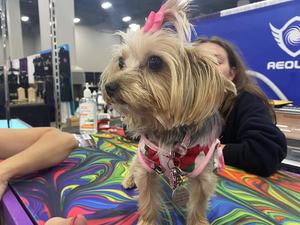 Pet Grooming Salon Con Chó Lớn Accordion Bảng Chuyên Nghiệp Điện Nâng Con Chó Chải Chuốt Bảng - Product Image 2