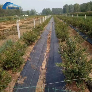 Toile agricole tissée avec trous de plantation pour la culture de fraises, légumes et fleurs - Product Image 5