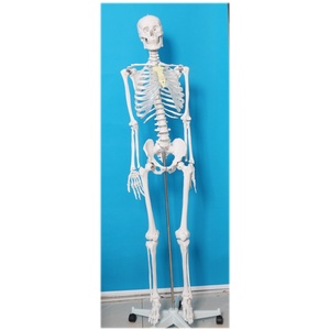 Nuevo Modelo de <span class=keywords><strong>Esqueleto</strong></span> Humano Grande de 176 CM, sin Arteria Carótida ni Nervio Espinal, 2025 - Product Image 2