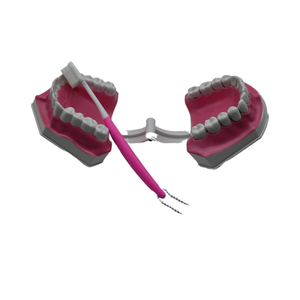 Анатомическая модель зубов для профилактической медицины, малая модель зубов с 28 зубами, материал — смола - Product Image 4