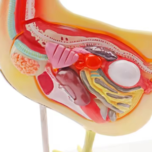 โมเดลการสอนเกี่ยวกับสัตวแพทย์โมเดล<span class=keywords><strong>กายวิภาค</strong></span>ของไก่โดยตรงจากโรงงาน - Product Image 4