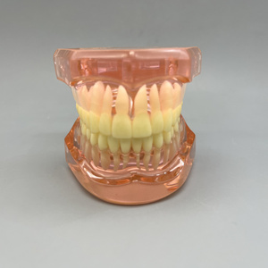 ฟันเรซินรูปแบบเปรียบเทียบทางทันตกรรมสำหรับการสื่อสารและการสาธิตผู้ป่วยในคลินิก - Product Image 2