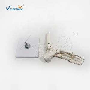 Modello anatomico dello scheletro del piede del PVC con la caviglia per <span class=keywords><strong>formazione</strong></span> ed <span class=keywords><strong>educazione</strong></span> <span class=keywords><strong>di</strong></span> scienza medica - Product Image 4