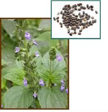 1-98% 天然ハーブセージSalviaofficinalisエキスパウダーセージリーフエキスカルノシン酸ローズマリン酸 - Product Image 4