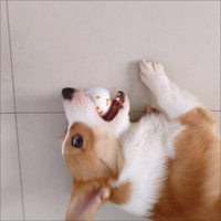 Partenaire OEM/ODM en gros : Balle à mâcher interactive simple pour chien, durable, résistante aux morsures, haute élasticité, en ETPU/Silicone, pour l'entraînement en extérieur