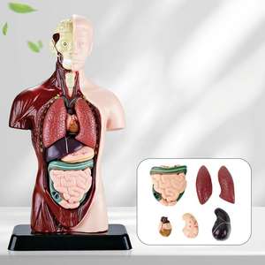 Modèle de <span class=keywords><strong>squelette</strong></span> d'organes humains pour l'éducation de la petite enfance, ensemble de sciences et d'éducation, élèves du primaire, bricolage, éducatif pour enfants - Product Image 1