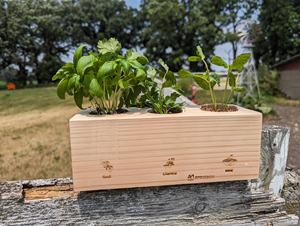 Kit de plantes de démarrage de jardin d'herbes classiques uniques pour enfants Pots de bricolage comprenant de la <span class=keywords><strong>terre</strong></span> pour la coriandre de <span class=keywords><strong>basilic</strong></span> pour la cuisine à domicile et le bureau - Product Image 6