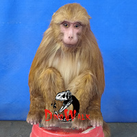 Dino0061 özel öykünme gerçekçi yaşam boyutu reçine robotik Animatronic vahşi hayvan modeli