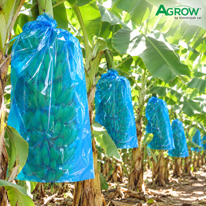 Bolsas de PE para Proteger Racimos de Plátanos de Plagas de Aves, Condiciones Ambientales Severas, Daños por Viento, Lluvia, Granizo y Sol - Product Image 2