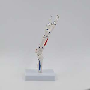 Modelo de Mano Humana Esquelética a Tamaño Real KyrenMed, con Articulación de Muñeca, Hueso de la Palma, Ulna, Radio <span class=keywords><strong>y</strong></span> <span class=keywords><strong>Huesos</strong></span> de Mano Desmontables - Product Image 5