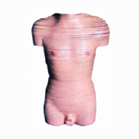Modèle de dissection transversale du torse féminin en PVC importé pour l'enseignement médical, Chinon BIX-A3008