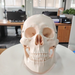 DARHMMY a grandezza naturale stile teschio umano modello <span class=keywords><strong>D</strong></span> per la scienza medica - Product Image 2
