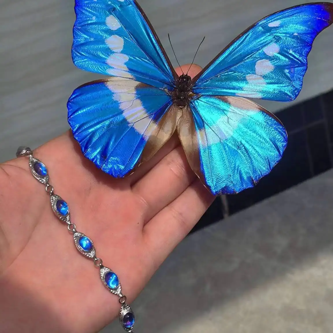 สร้อยข้อมือปรับแต่งพิเศษสุดหรูทําจากตัวอย่างปีกผีเสื้อ morpho เช้า, ของขวัญแปลกใหม่, ของขวัญวันวาเลนไทน์