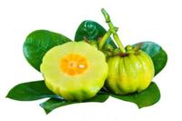 Usine Bon Prix Garcinia Cambogia Capsules Matières Premières Cambogia Garcinia Extrait Vegan Cambogia Garcinia Poudre Adulte