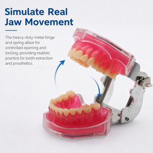 Modelo Dental con Todos los Dientes Extraíbles, Material de Gel de Sílice Suave - Modelo de Dientes Estándar para Estudio, Enseñanza y Demostración Dental - Product Image 2