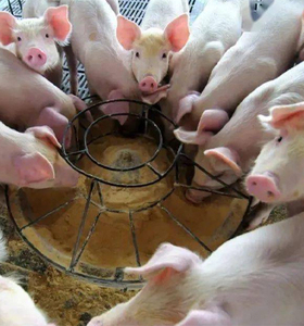 ผงโปรไบโอติกที่ละลายน้ำได้สารเติมแต่งอาหารสำหรับการเจริญเติบโตของหมูและบำรุงสุขภาพลำไส้ - Product Image 5