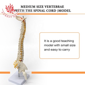 Modelo <span class=keywords><strong>de</strong></span> <span class=keywords><strong>esqueleto</strong></span> humano FRT017 Columna vertebral 45cm Modelos <span class=keywords><strong>de</strong></span> columna vertebral con <span class=keywords><strong>cartílago</strong></span> <span class=keywords><strong>de</strong></span> raíz nerviosa Modelo anatómico <span class=keywords><strong>de</strong></span> columna vertebral blanca - Product Image 6
