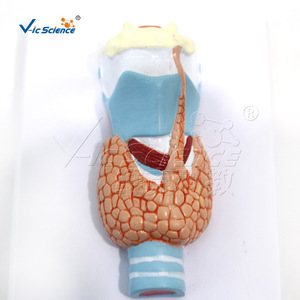 Vic Education : Modèle de la thyroïde, structure anatomique du système respiratoire humain - Product Image 3