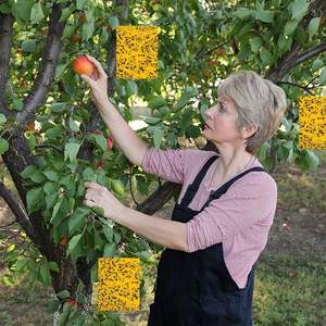 Uçan haşere kontrolü için tavsiye edilen açık kağıt katı yapışkan tek kullanımlık böcek tuzağı - Product Image 2