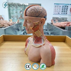 Modèle d'anatomie médicale en silicone souple à dos ouvert, double sexe, pour l'étude des couches musculaires, mannequin en PVC pour <span class=keywords><strong>torse</strong></span> masculin et féminin - Product Image 4