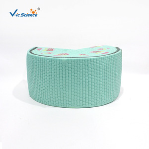 Modèle de tige de plante dicotylédonée VIC3205, modèle de structure tissulaire, modèle de section anatomique agrandie - Product Image 3